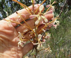 Tritoniopsis nervosa