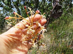 Tritoniopsis nervosa