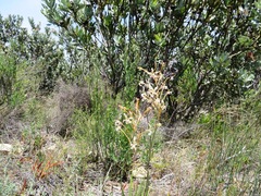 Tritoniopsis nervosa