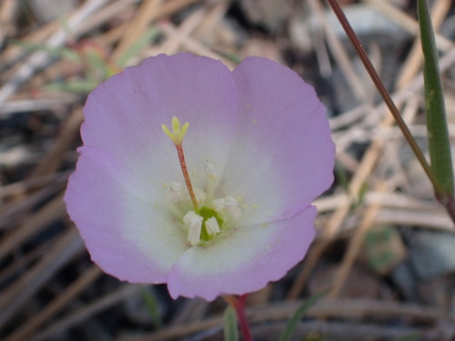 Image of Clarkia arcuata by no rights reserved