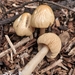 Agrocybe rivulosa - Photo (c) Andy Donegan, alguns direitos reservados (CC BY-NC), uploaded by Andy Donegan