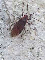 Heteroptera