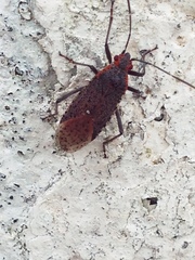Heteroptera