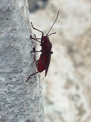 Heteroptera