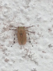 Aetalion reticulatum