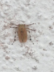 Aetalion reticulatum