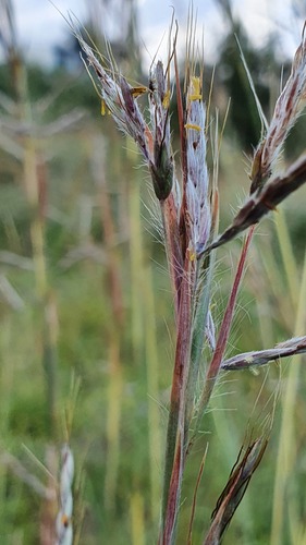 Hyparrhenia hirta
