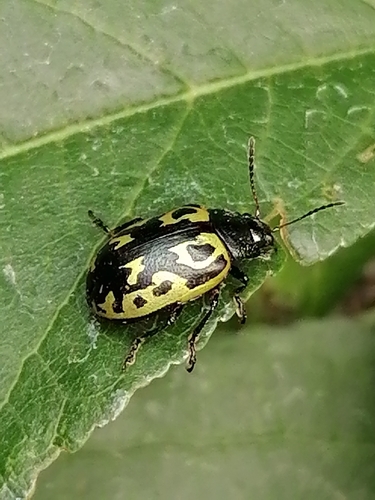 Calligrapha signatipennis