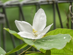 Bauhinia acuminata