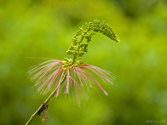 Calliandra houstoniana calothyrsus