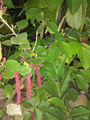 Acalypha hispida