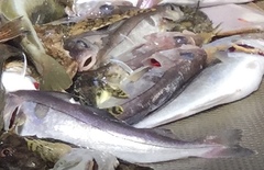 Haddock photo 6