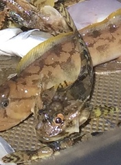 Myoxocephalus octodecemspinosus