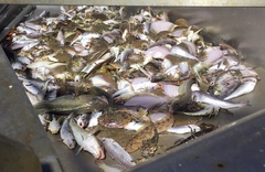 Myoxocephalus octodecemspinosus