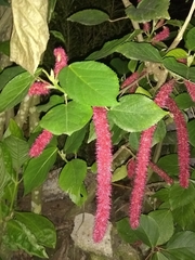 Acalypha hispida