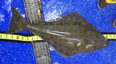 Hippoglossus hippoglossus