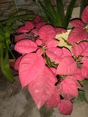 Euphorbia pulcherrima