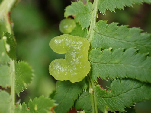 Taphrina californica