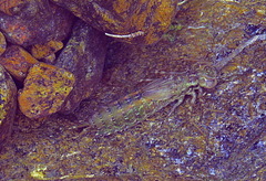 Anax imperator