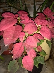 Euphorbia pulcherrima