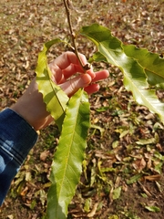 Quercus acutissima
