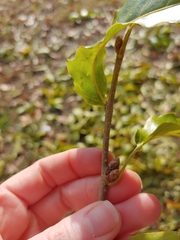 Quercus acutissima
