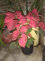 Euphorbia pulcherrima