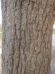Quercus acutissima
