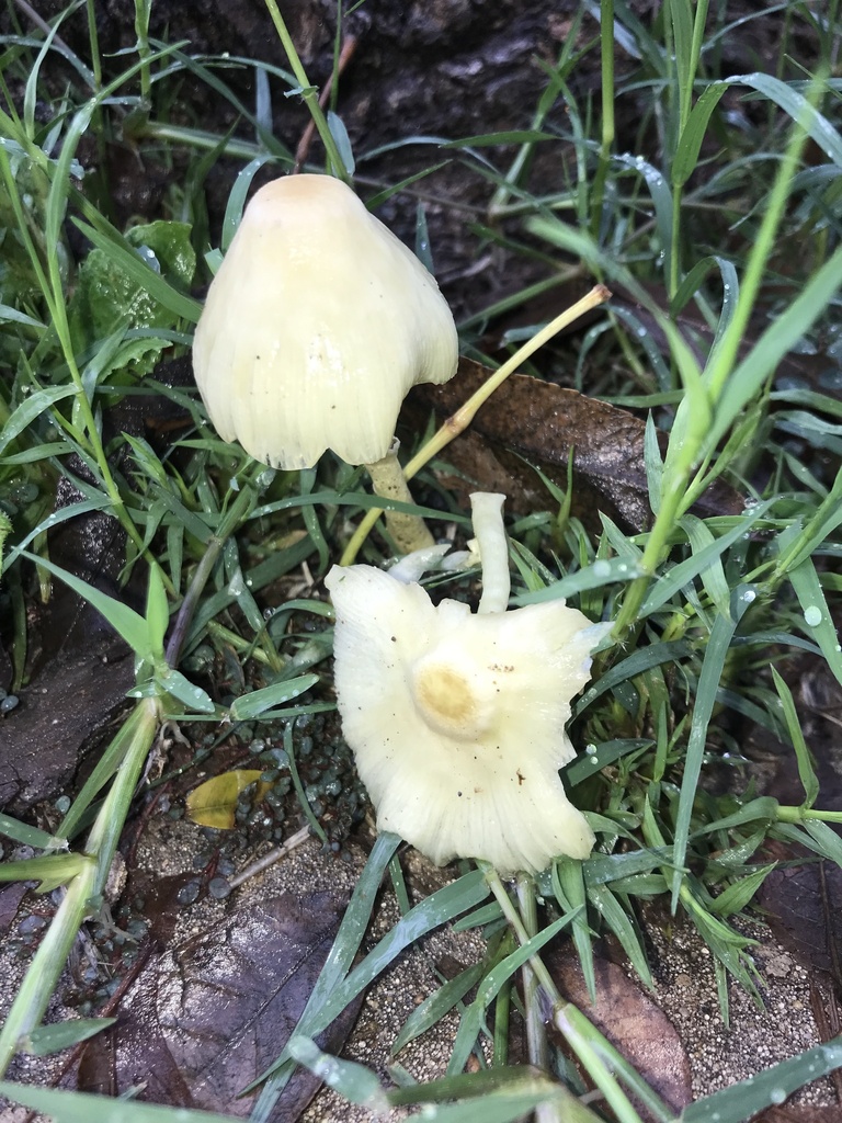 Leucocoprinus birnbaumii · May 2023 · photo: © tutitah (iNaturalist, cc0)