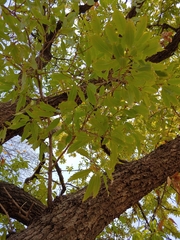 Quercus acutissima