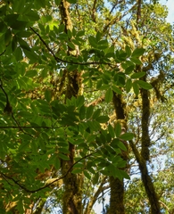 Sambucus palmensis image