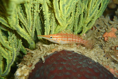 Oxycirrhites typus