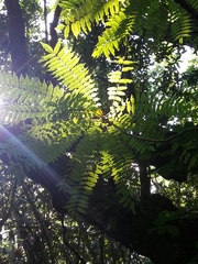 Averrhoa bilimbi