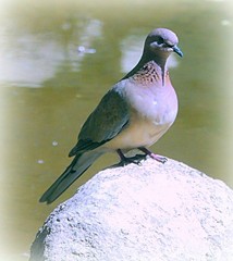Streptopelia senegalensis
