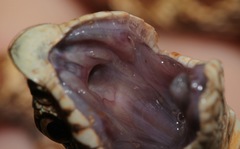 Heterodon nasicus
