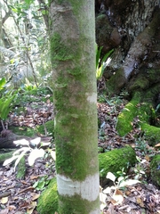 Averrhoa bilimbi