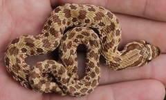 Heterodon nasicus