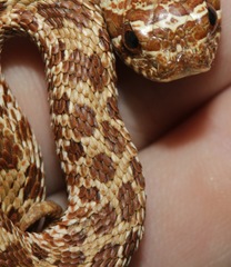 Heterodon nasicus