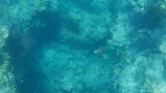 no rights reserved Rainbow Parrotfish