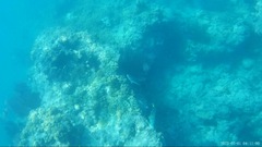 Queen Parrotfish