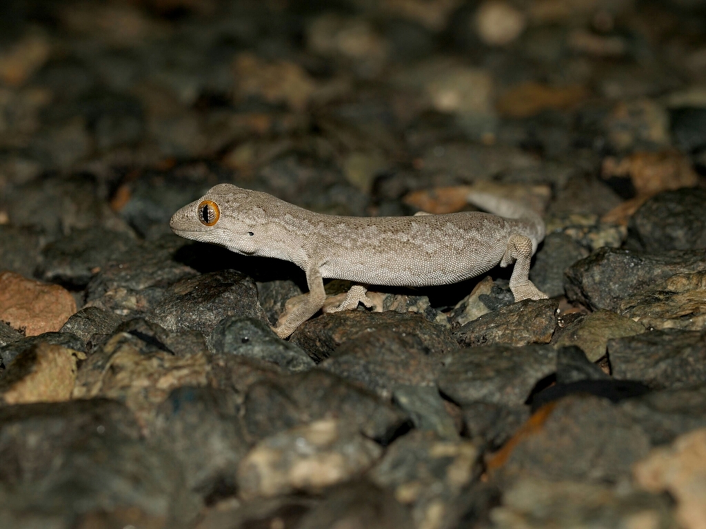 Exmouth Spiny-Tailed Gecko