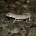 Exmouth Spiny-tailed Gecko - Photo (c) blennyboxfish, some rights reserved (CC BY-NC), uploaded by blennyboxfish