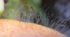 Zygomycota