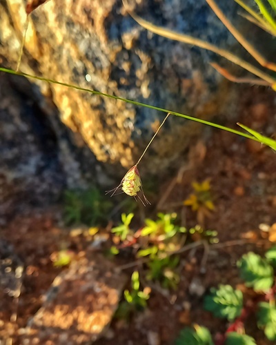 Neesiochloa