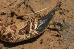 Heterodon nasicus