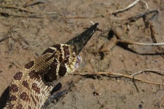 Heterodon nasicus