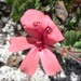 Pelargonium alpinum - Photo (c) linkie, some rights reserved (CC BY), uploaded by linkie