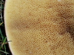 Suillus collinitus image