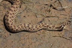 Heterodon nasicus