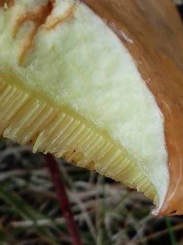 Suillus collinitus